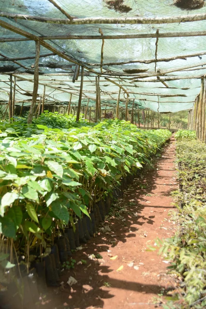 Climate Resilience