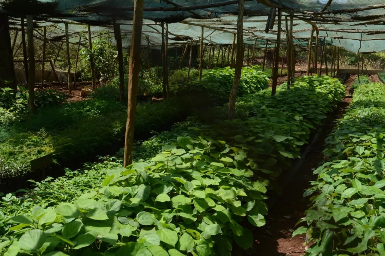 Sustainable Livelihoods and Enterprise Development